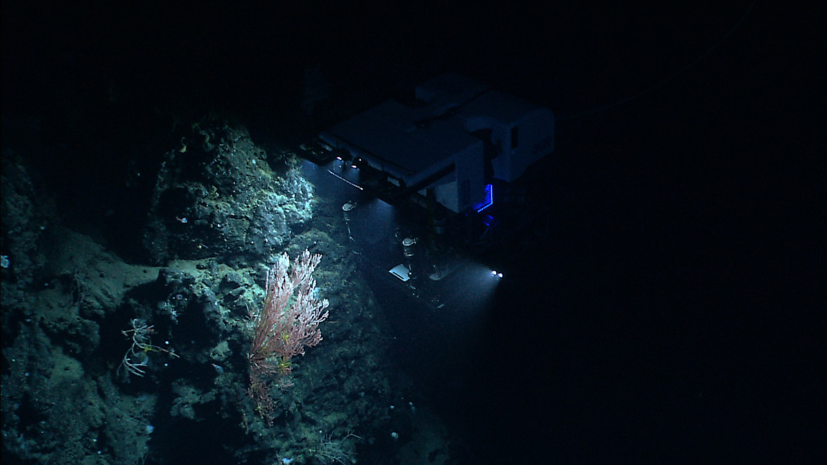 NOAA's remotely operated vehicle Deep Discoverer examines a deepwater coral colony on the north flank of the almost wholly unexplored Mytilus Seamount during a 2013 expedition.