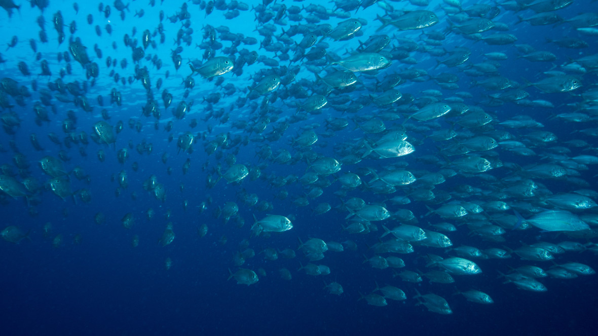 Wie viele Fische gibt es im Meer?