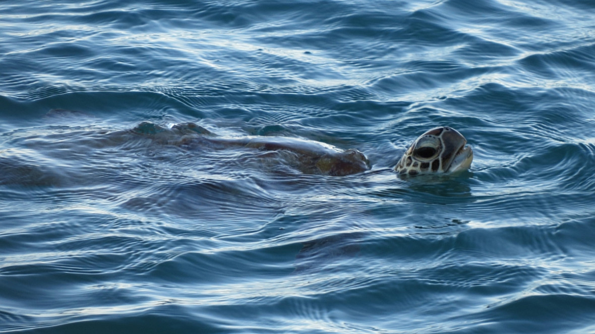 Sea turtles face many threats in their marine habitat, not least from marine litter