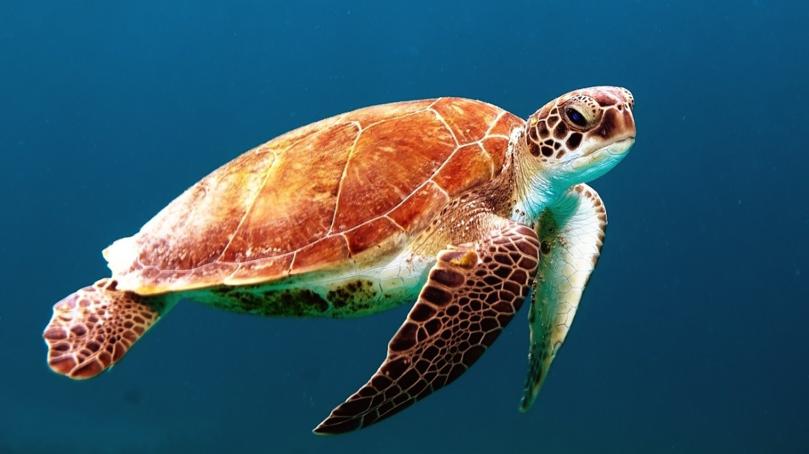Überfischung und Plastikmüll bedrohen Meeresbewohner wie diese Wasserschildkröte. Ein neues Abkommen würde ihnen Schutz gewähren. 